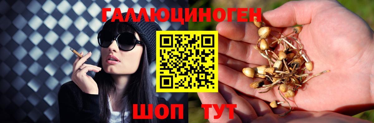 как найти закладки  Вход с VPN  Майкоп  Псилоцибиновые грибы Cubensis 